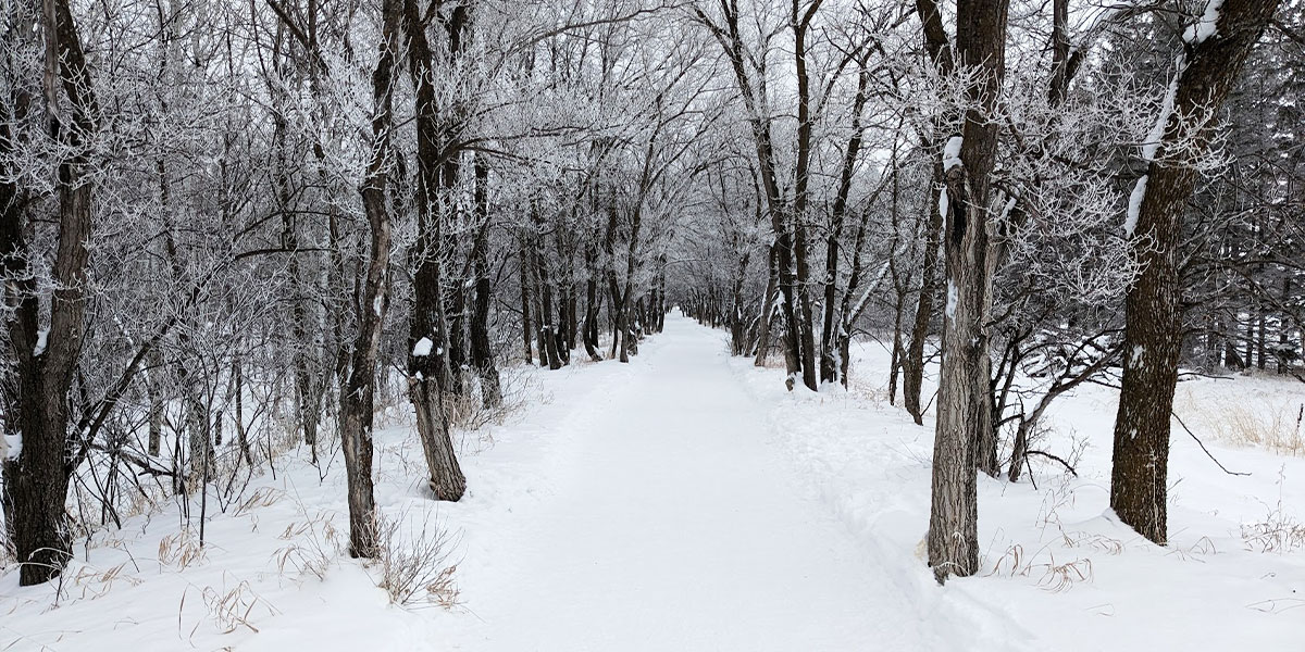 A snowy path winds through a forest of trees along the Harte Trail, creating a serene winter landscape. Un sentier enneigé serpente à travers une forêt d’arbres le long du tronçon Harte Trail, créant un paysage hivernal paisible.