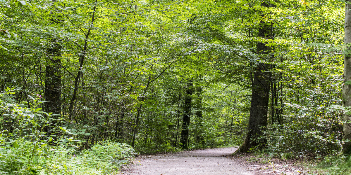 path in a deep forested area