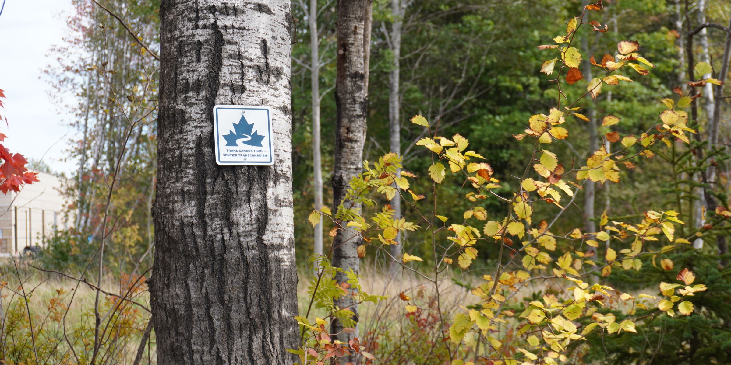 A tree with a Trans Canada Trail sign beside a trail.
